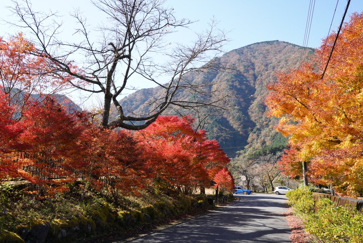 オクシズマガジン丨okushizu Magazine 梅ケ島は紅葉がまさに最盛 写真は現在の梅ケ島テニスコート周辺です こんな紅葉に囲まれながらテニスをしたら絶対に気持ち良いと思う この後 温泉街周辺も撮影してきます オクシズ 梅ヶ島 オクシズ紅葉情報 オクシズマガジン丨okushizu Magazine 梅ケ島は紅葉がまさに最盛 写真は現在の梅ケ島テニスコート周辺です こんな紅葉に囲まれながらテニスをしたら絶対に気持ち良いと思う この後 温泉街周辺も撮影してきます オクシズ 梅ヶ島 オクシズ紅葉情報
