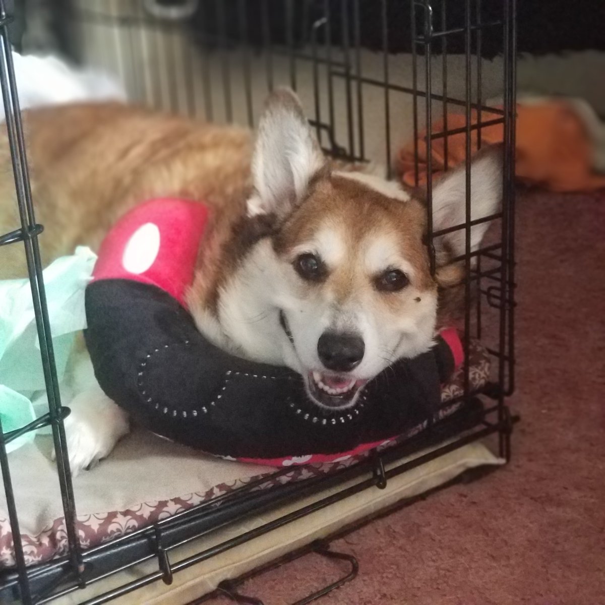 rdbrunner75's tweet photo. @CoFundMyPet 
Please help Nuttems 
#nuttemsrecoveryfund https://t.co/4SG5fBkUHN