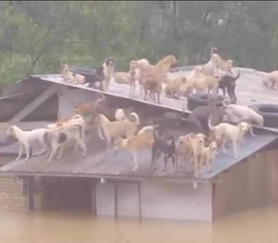 THE DOGS ALSO NEED HELP! PLEASE SPREAD THIS AND HELP US CONTACT RESCUERS! 😭 #RescuePH #GMANews #CagayanNeedsHelp #ABSCBNNews #RESCUEPHTUGUEGARAO #RescuePHIsabela