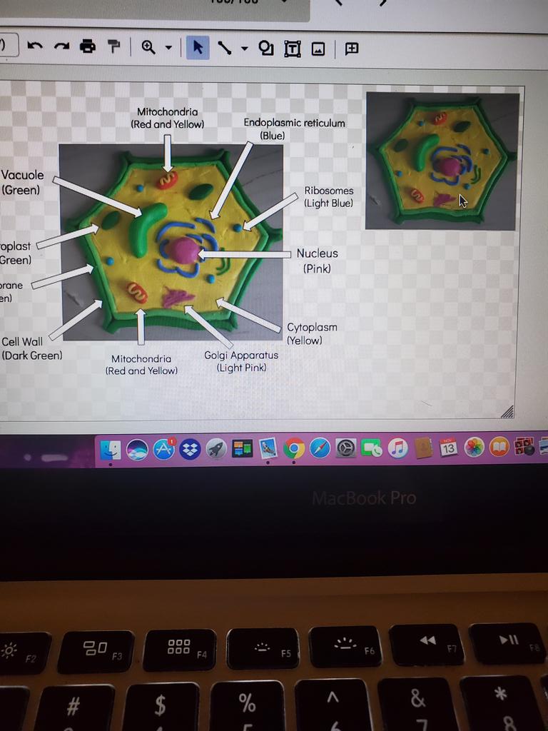 MSGGrade7_8's tweet photo. More incredible work by my "great 8 gang gang❤" models of plant &amp; animal cells coming right atcha🙂 @BSIycdsb @WigstonJennifer @YCDSB @PathwaysYCDSB I'd say this is IPP worthy🙂 https://t.co/xteDpZXGpO
