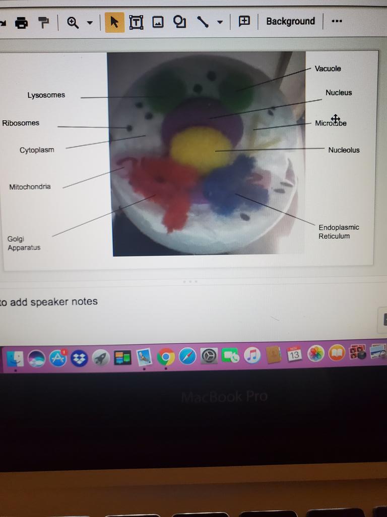 MSGGrade7_8's tweet photo. More incredible work by my "great 8 gang gang❤" models of plant &amp; animal cells coming right atcha🙂 @BSIycdsb @WigstonJennifer @YCDSB @PathwaysYCDSB I'd say this is IPP worthy🙂 https://t.co/xteDpZXGpO