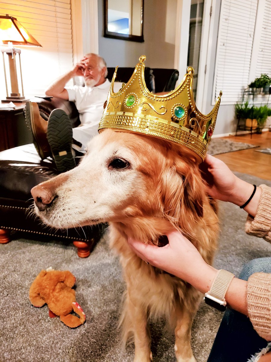 shellicormack's tweet photo. The goldens are celebrating the #kvcgala https://t.co/9jzEN3Z7EC