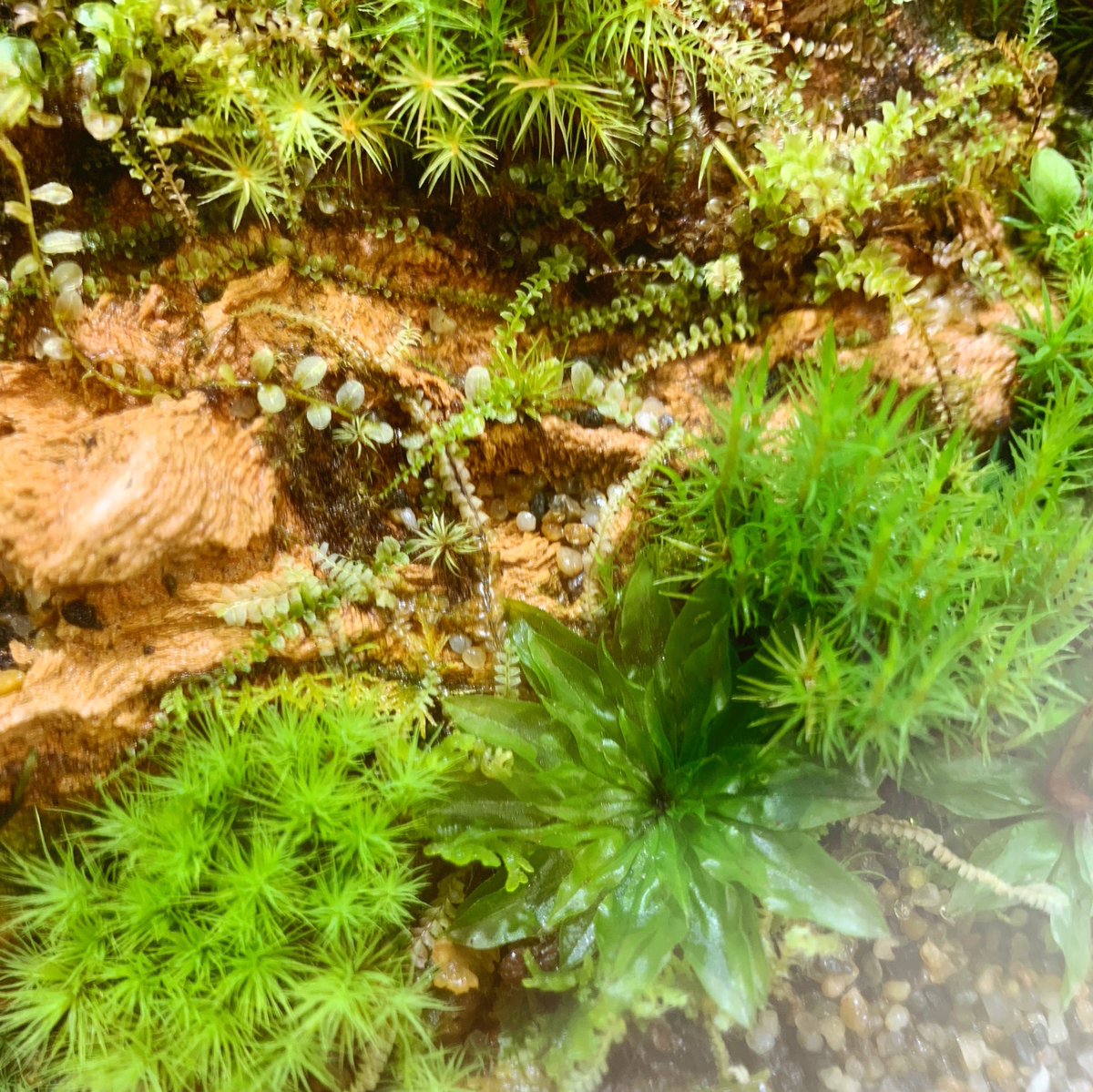 道草 Michikusa 苔テラリウム五輪開催中 東京苔展ご覧いただきありがとうございます きっと街中の苔たちが気になるようになりますよ