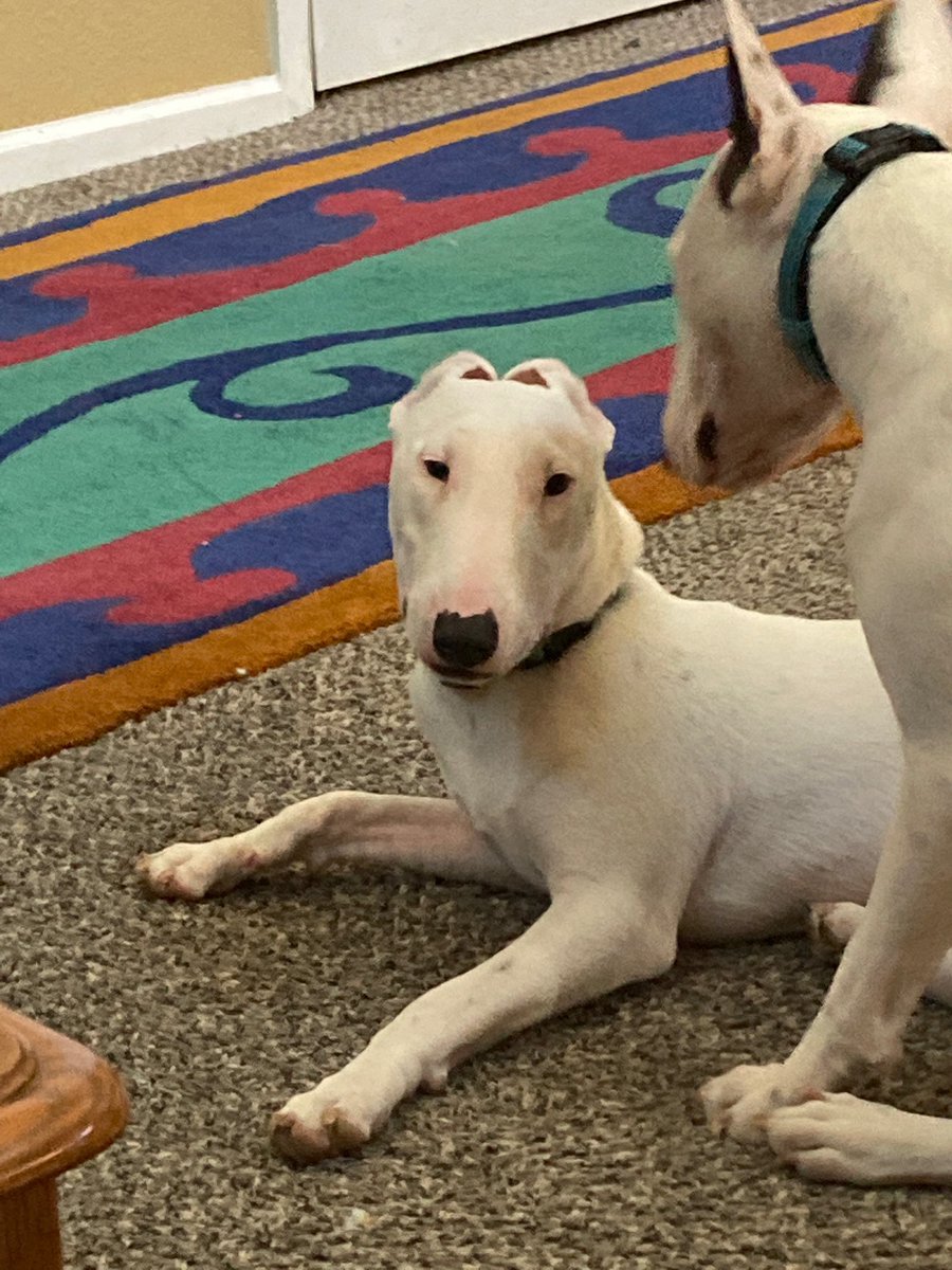 PaintlessDog's tweet photo. These dogs! 🤣
🍿 #HucklebuttHaven #AdoptDontShop #SecondChancePups https://t.co/w1I7c7aYQE