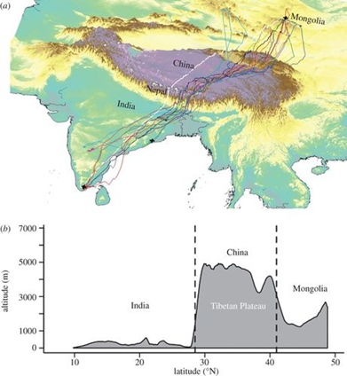 13/n These amazing birds migrate from India to Mongolia and back flying over the Himalayas! (PMID: 23118436)