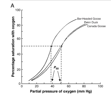14/n One of the many metabolic tricks these birds use is to have a lower P50 compared to lower altitude birds! (PMID: 20116442)