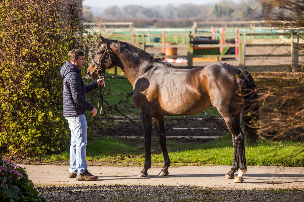 BeswickBrothers's tweet photo. Frammassone
Winner of 14 Jump races
Grade 1 winner x3
Producing Winners
🇮🇹 Stallion
Standing @PeelBloodstock
Seriously solid stats https://t.co/cwtAvFASGM