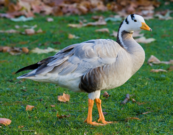 12/n While standing on the Everest summit we look up and see a flock of bar-headed geese fly over...