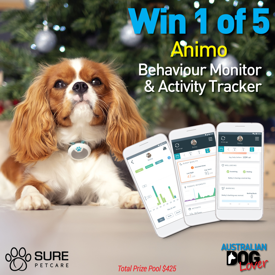 OzDogLover's tweet photo. ๐ช๐๐ก ๐ญ ๐ผ๐ณ ๐ฑ #Animo #ActivityTracker & #BehaviourMonitor๐ถ๐พ๐ thanks to #SurePetcare to celebrate the launch of our #ChristmasGiftGuides for #dogs & #doglovers!
Total Prize Pool: $425 (RRP: $85 each) ๐๐
๐๐ค
โฐClosing 22/11/20 (midnight AEST).
https://t.co/ZkiPGzvIW4 https://t.co/bXVemswW0f