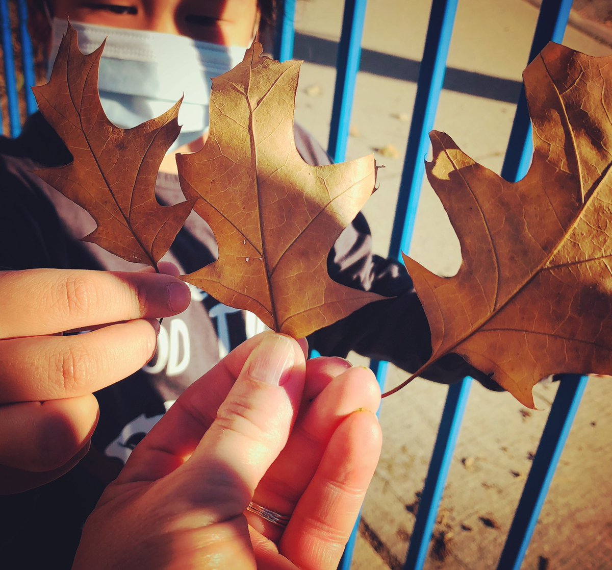 FDK_Lightning's tweet image. Ordering leaves by size in the outdoor classroom. #mathhappens #mathbehaviours #kindergarten #smallesttobiggest