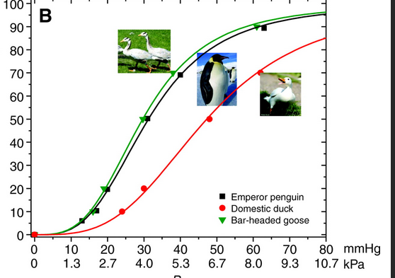 20/n And another bird with low P50? Emperor Penguins! Future astronaut  @astro_jessica found the P50 of these penguins were similar to bar headed geese! – presumably to help maintain oxygenation while diving (PMID: 19801437)