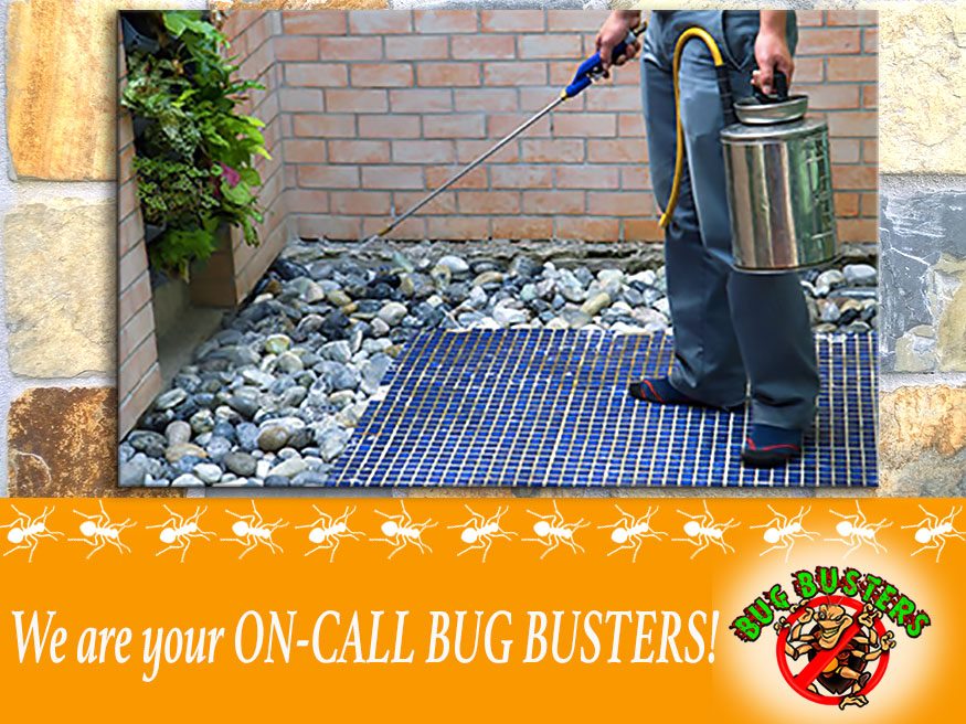 BugBustersTN's tweet photo. Once you are a client of Bug Busters, we are there whenever you have a problem. If you see a bug or pest, give us a call and we’ll annihilate them, GUARANTEED!
865-456-3795 https://t.co/IOdJVGc8QP #PestControl #Knoxville #Chattanooga https://t.co/pe99XkgAEo