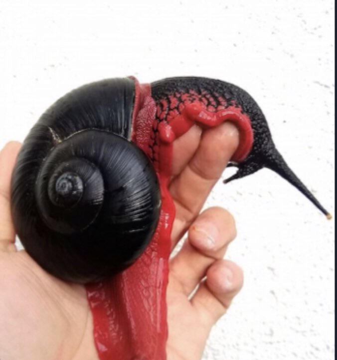 Adam Lambert as snails, a thread