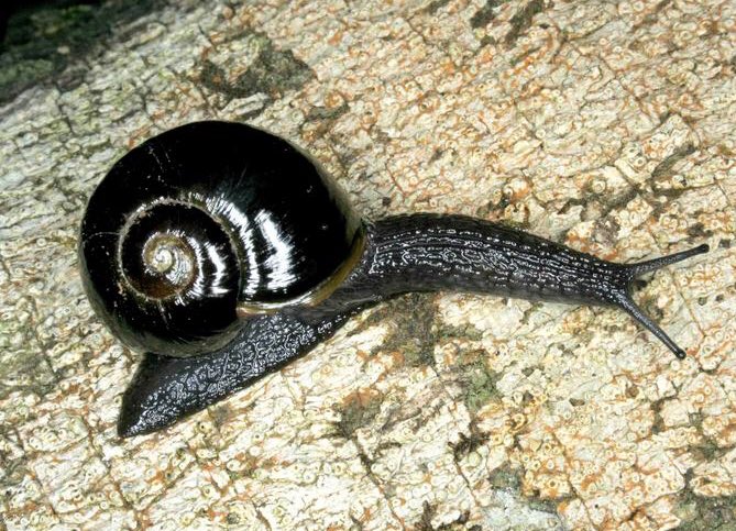Adam Lambert as snails, a thread