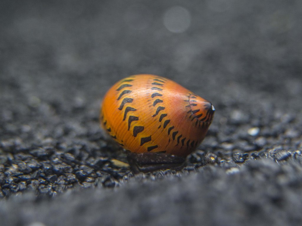 Adam Lambert as snails, a thread