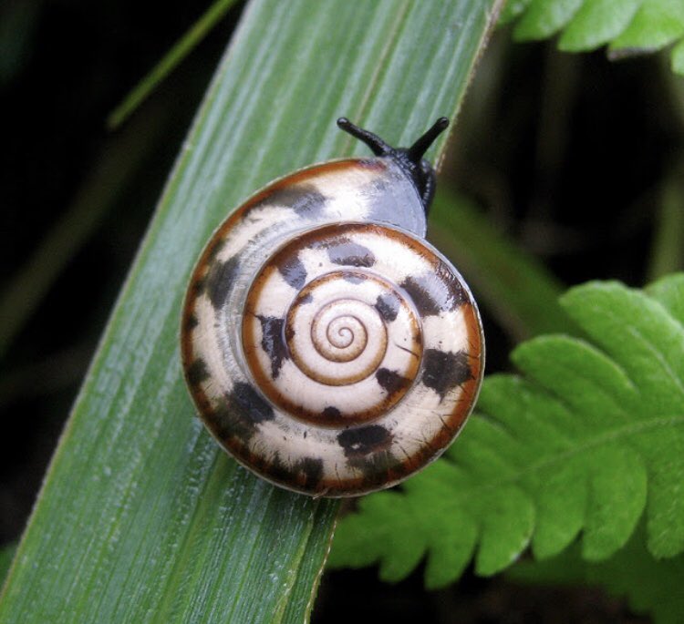 Adam Lambert as snails, a thread