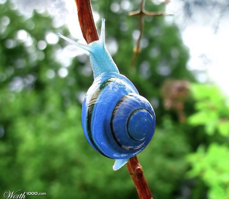 Adam Lambert as snails, a thread