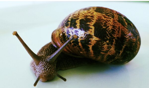 Adam Lambert as snails, a thread