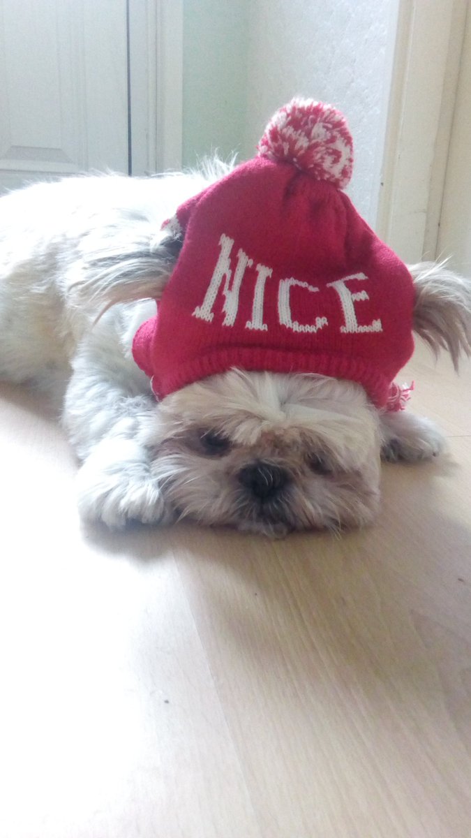 natalievaness15's tweet photo. Just in case dat Santapaws face iz scrollin thru his Twitter on a Friday nite, in between makin all my Christmas pressies, me wearin me hat. So he knowz wot list me belongs on ๐๐
๐ And once he puts me on dat list, dats it. No takebacks ๐ #TallulahThatTzu #christmascountdown https://t.co/P4bOmUESSL