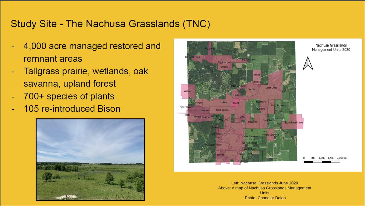 We conducted our field work at  @Nachusa ( @Nature_IL). Nachusa Grasslands is a large prairie restoration in Northern IL featuring many habitat types, and a reintroduced bison herd. Nachusa harbors tons of diversity, making it a great model to study high quality restorations. 