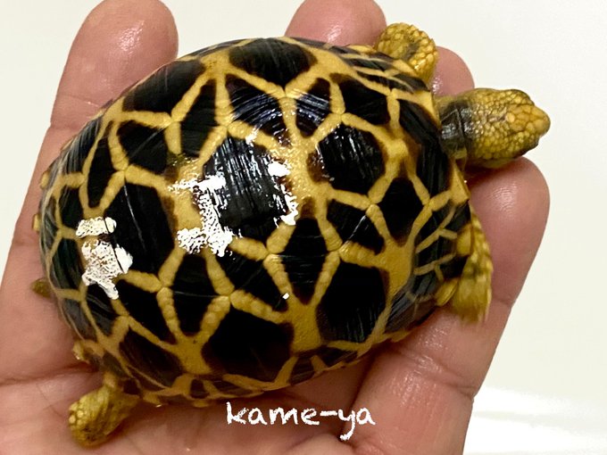 Kame Yaナオ さん のツイート 販売 の検索結果 2 Whotwi グラフィカルtwitter分析 Kame Yaナオ さん のツイート 販売 の検索結果 2 Whotwi グラフィカルtwitter分析