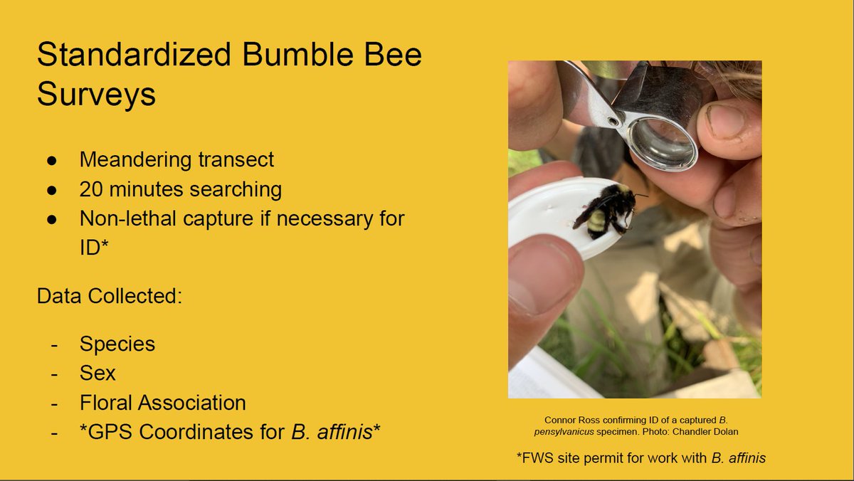 I surveyed for RPBB using 2 surveying methods. First, I conducted standardized, non-lethal bumble bee surveys using a 20 minutes, meandering transect. I ID'd bumble bees on the wing and recorded their floral association. Bees were captured and chilled on ice for ID as needed.