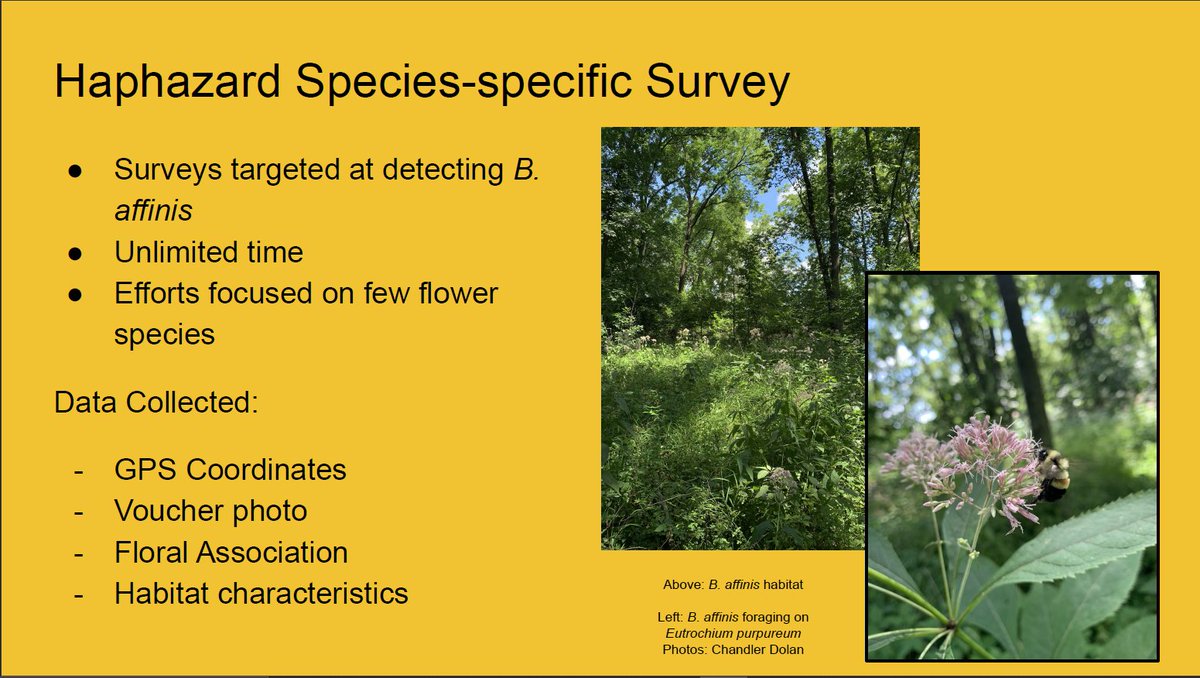 Secondly, I searched for RPBB using a haphazard approach. During these surveys, I simply chose a habitat of interest, and searched specifically for RPBB. These surveys had no time limit, which allowed me to search interesting habitats where a standardized survey wasn't suitable