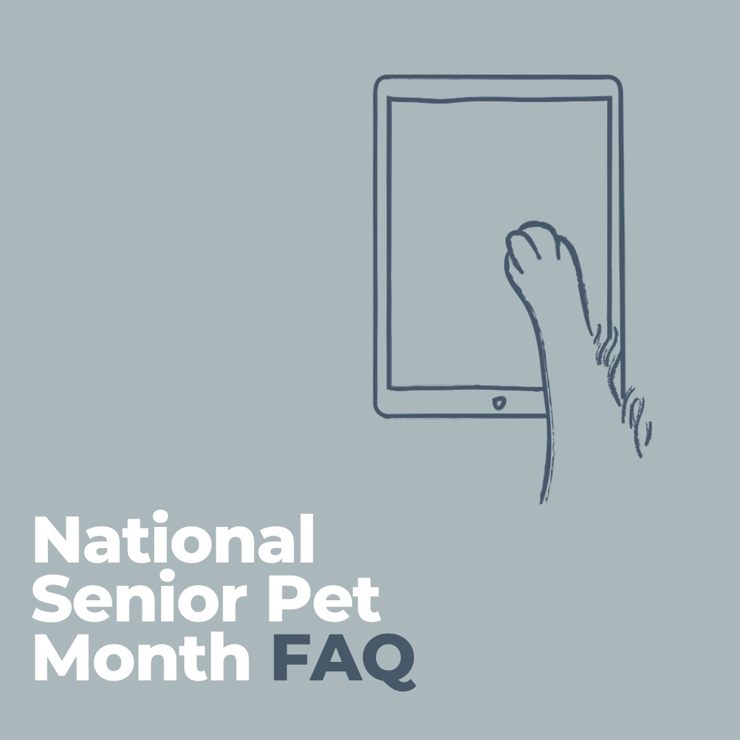 The_GoodVets's tweet photo. November is National #SeniorPetMonth, so our new series answers your most requested questions: https://t.co/vN5IRx6NdM #petcare https://t.co/GcTyQKw48p
