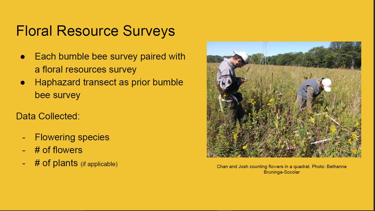 In addition to bumble surveys, I also paired standardized surveys with a floral resource survey. This allowed us to sample flowers available to pollinators at the time of surveying. 10 quadrats were placed haphazardly along a similar transect as the bumble bee survey prior