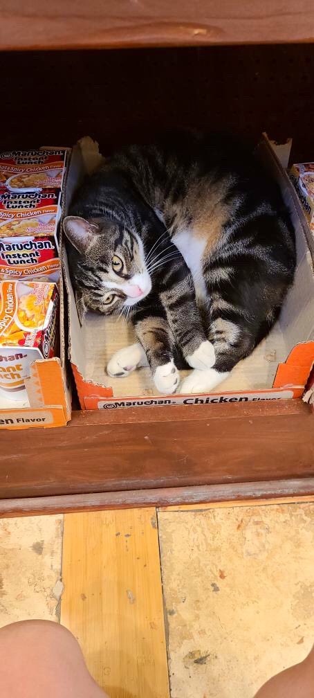 Bodegacats_'s tweet photo. https://t.co/DspWD7Dihr
