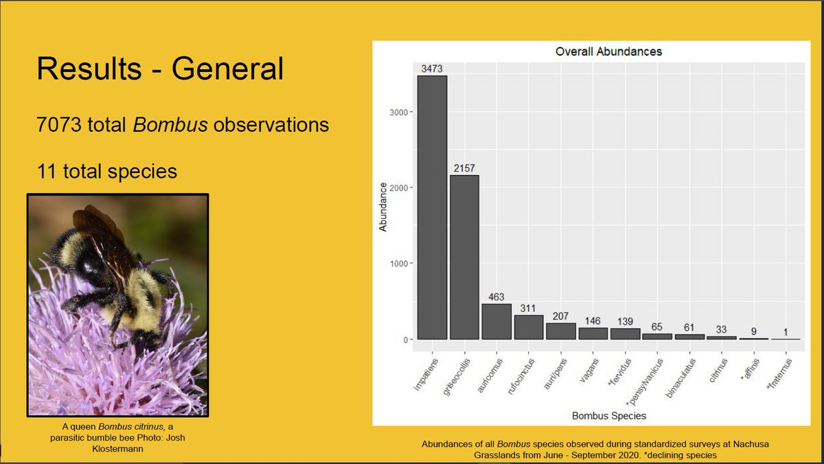 Now for the fun part! RESULTS!!!Over the summer, I observed 7,073 bumble bees on standardized surveys across 11 species, 4 of which are threatened with extinction (B. affinis, B. fervidus, B. pensylvanicus, and B. fraternus).