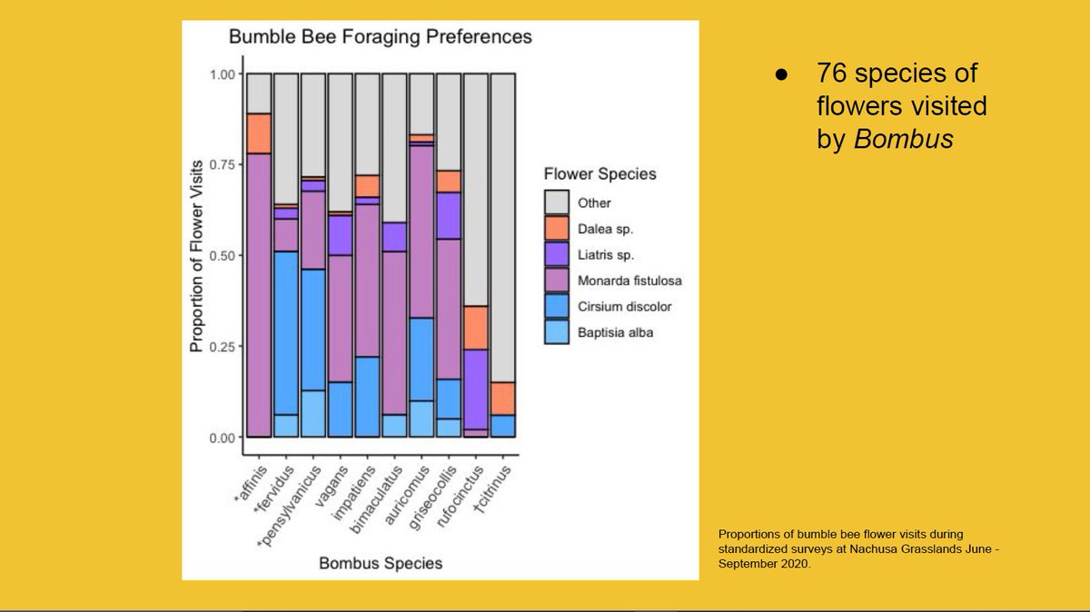 Additionally, I observed bumble bees foraging on 76 different flower species throughout the season. This is a chart showcasing proportions of each bumble bees floral preference Top 5 most popular flowers among all bumble bees are shown, all others are lumped into "Other".