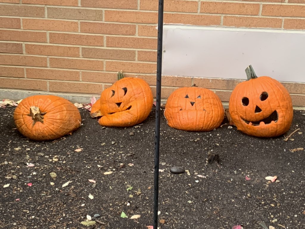 IRE129's tweet photo. Our kindergarten 🎃 are on the fast track for rotting. The 🎃 were placed outside on October 30. This past Tuesday, Nov. 10, there were visible changes and the next day, Wednesday, Nov. 11, all four collapsed.  #scienceobservations #predictions #kindergartenrocks @ireDCSD https://t.co/Gv5k9lWQ82