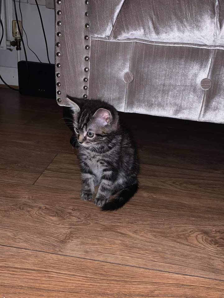RachMcC20's tweet photo. Everyone meet Freddie the newest addition💙 @LynseySandersx https://t.co/wu6wRPHRz7