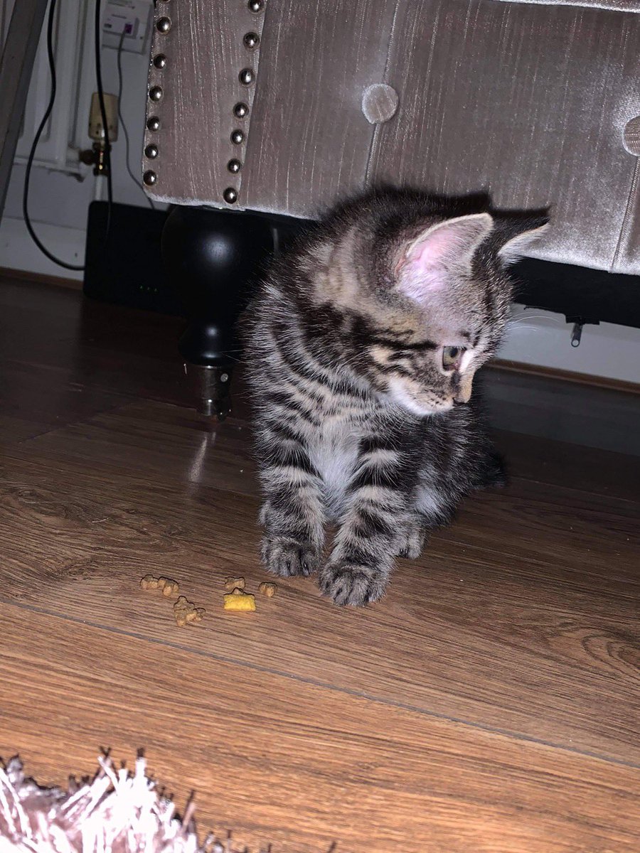 RachMcC20's tweet photo. Everyone meet Freddie the newest addition💙 @LynseySandersx https://t.co/wu6wRPHRz7