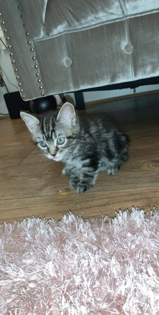 RachMcC20's tweet photo. Everyone meet Freddie the newest addition💙 @LynseySandersx https://t.co/wu6wRPHRz7