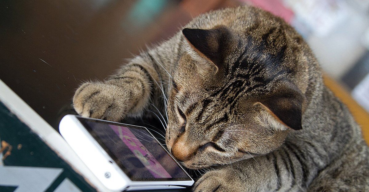 PDXPetDesign's tweet photo. Have you ever thought... why isn't there an #app to translate my #cat meows into human language? If you're truly ready to "speak" with your #kitty, the tech may have finally caught up. Read the latest from @people now: https://t.co/6nsmUy9imw https://t.co/Fo9nO3lNq2