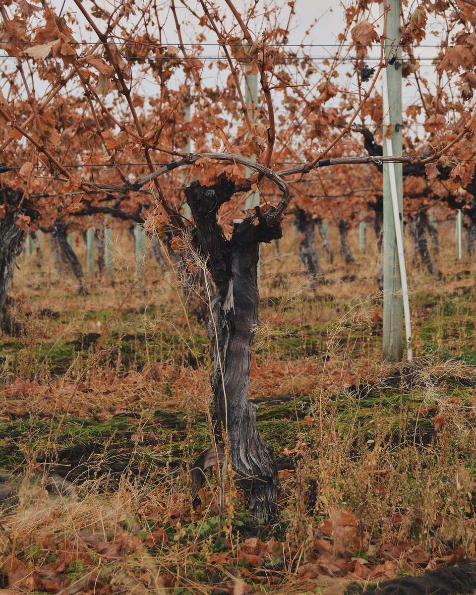 Cheers to Friday 🍃🍁 Our harvest season has wrapped up and even though there’s lots of work to be done in the vineyards still, we’re celebrating with a glass (or two) of wine this weekend! instagram.com/p/CHikM7Ahp_u/