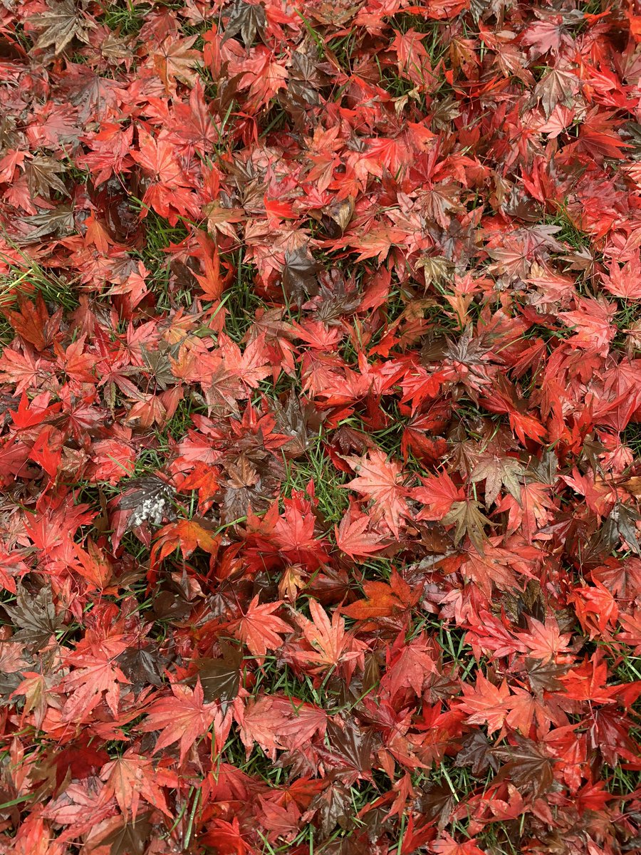 WIHDCmtySuptNet's tweet image. We are the Community Support Network at WIHD. Let Us Help You! Inside this months newsletter: Progress Monitoring, Multiple Transition workshops and Parent Member Training! 
#HappyFall🍁
myemail.constantcontact.com/CSN-Newsletter…