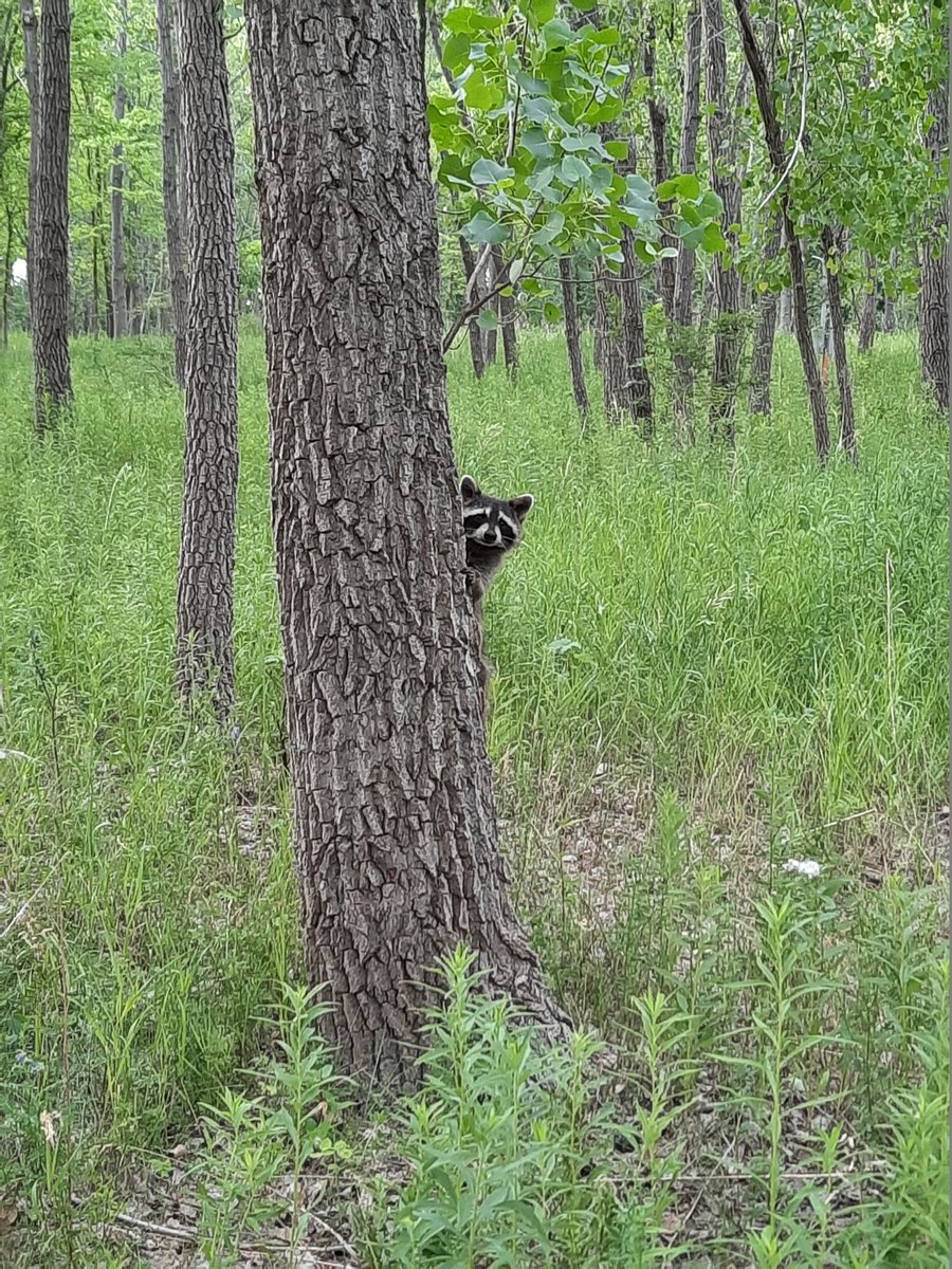 How can we #coexist with our wild neighbors? Researchers in the Weladji Lab @Concordia University investigate #cognition and #behavior in mesopredators such as #raccoons to develop strategies for mitigating #humanwildlifeconflicts. @biologyatCU @ScicommDylan