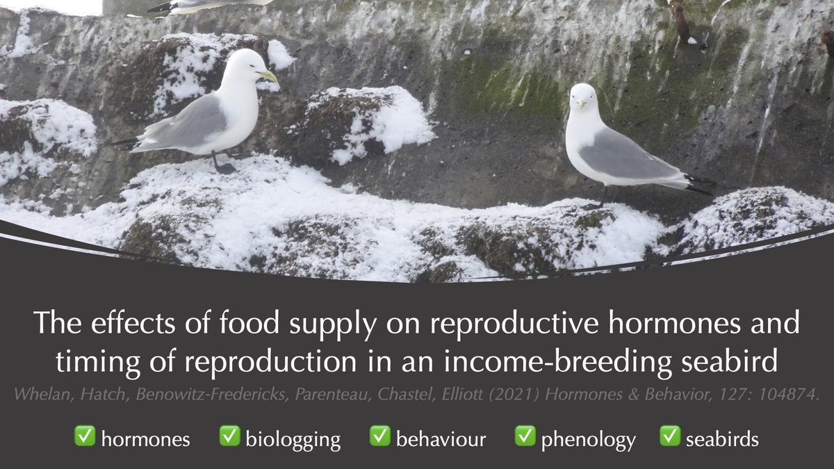 My second PhD chapter is out! We used an  #experiment on female kittiwakes to test the role of food/energy status in timing of reproduction Available free for 50 days:  https://authors.elsevier.com/a/1c3Kn,QxXaDAo&nbsp;  #seabirds  #ornithology (1/5)