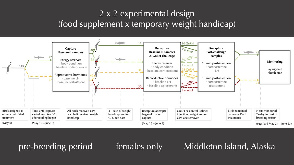 We food-supplemented half the females with an unlimited supply of fish leading up to laying and measured body mass, hormones, and movement via biologging. We also monitored reproductive behaviours and ultimately timing of laying. (2/5)