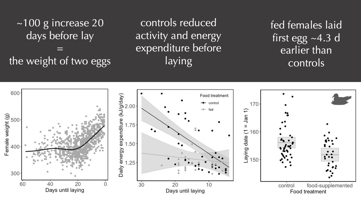 Before laying, female kittiwakes undergo massive shifts in body mass, activity, energy expenditure and hormones. And more food advances these shifts, instead of adding body fat stores. In other words, kittiwakes are ‘income’ breeders. (3/5)