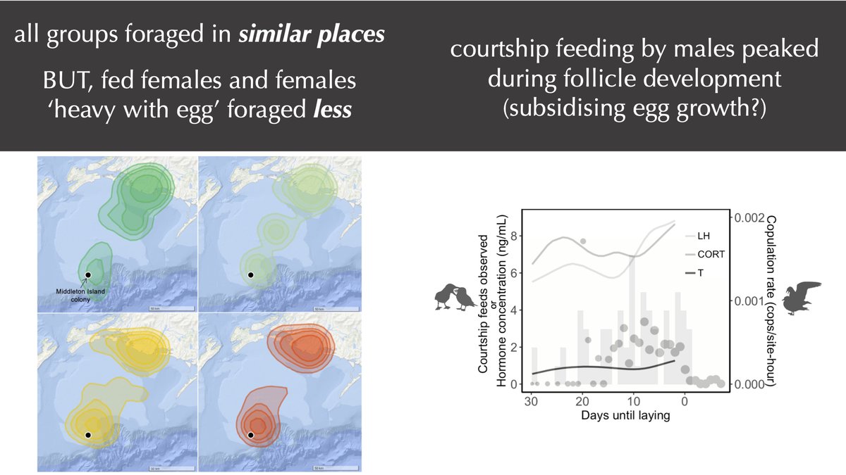 Due to the extra weight, females reduce foraging activity before laying and expend little energy, opting to wait to be fed by males (or us). (4/5)