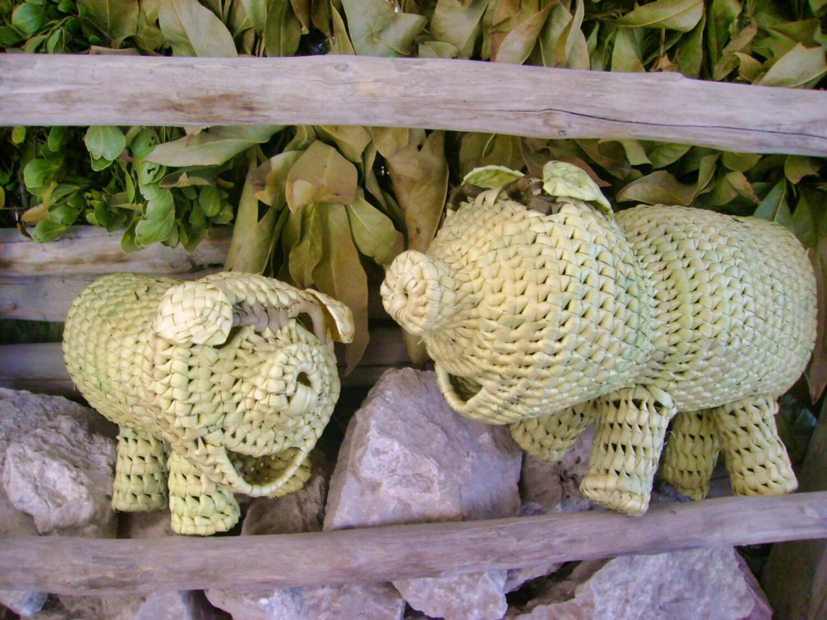 INPImx's tweet photo. #Conoce el trabajo artesanal de la cooperativa:
🌿"Artesanía Xi´oi en palma".🌿
Este grupo de mujeres #Pames de Santa María Acapulco, San Luis Potosí, diseñan diversos productos de hoja de palma, decorados con pigmentos naturales.
📷 Galería completa 👉https://t.co/0hJ01R1Nws https://t.co/3A2BBoyXnZ