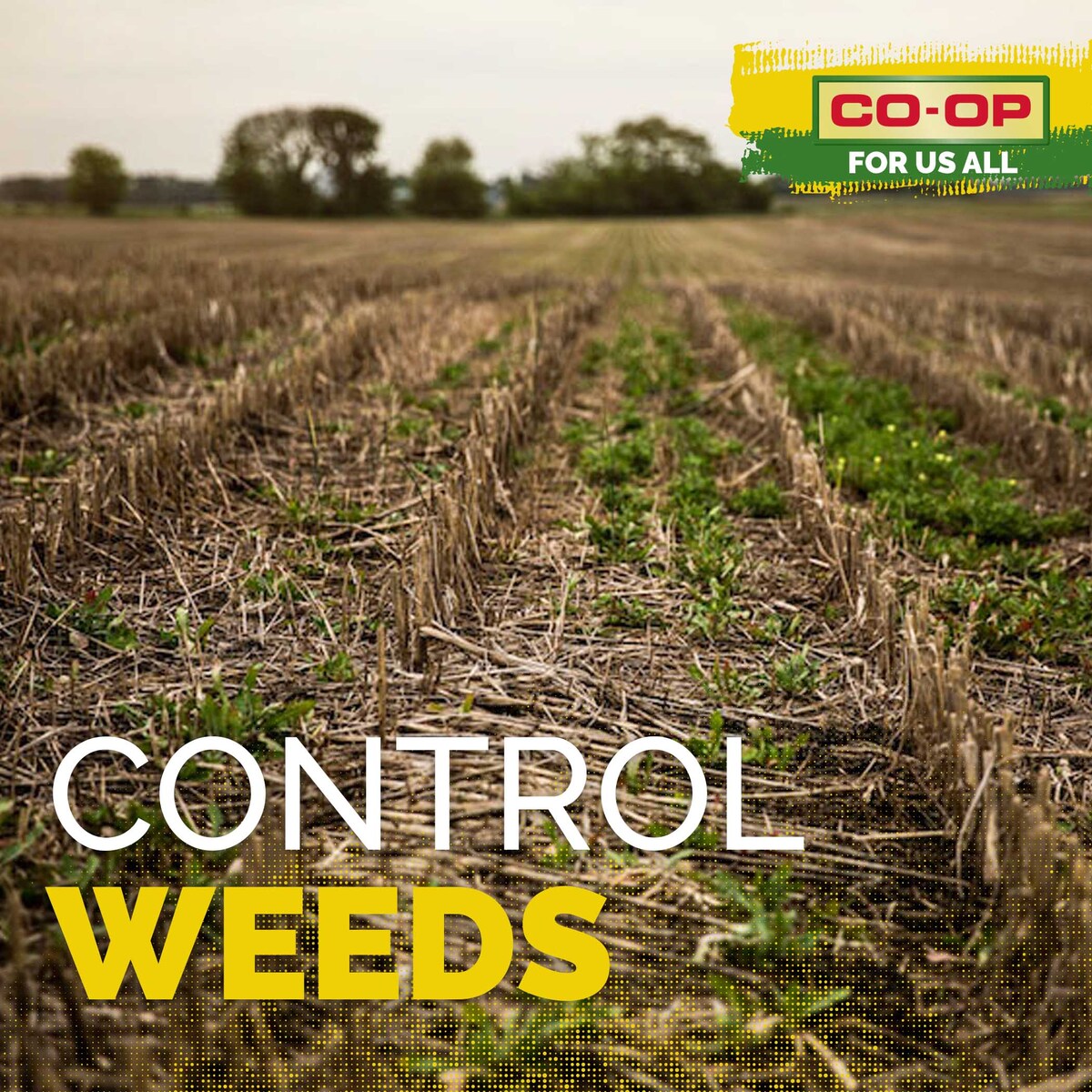 TFC_Agronomy's tweet photo. If you are not doing cover crops on your farm, a fall burn down will help with weed control until spring. Herbicides should be applied before temperatures drop below freezing. #ShopCoop #CoopForUsAll https://t.co/z4m84sYG3N