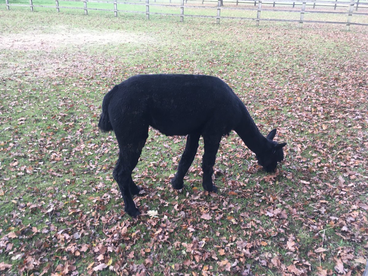 parkrunpoetry's tweet photo. Fantastic location for a #run and #walk combo in #Stutton #Suffolk this afternoon - found these lovely #llamas https://t.co/PzXYKdMk0S