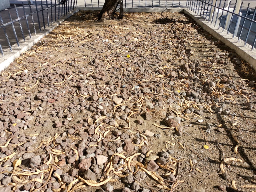 CPJannyBarrera's tweet image. #ArquitecturaHostil #HostileArchitecture 😪🇲🇽