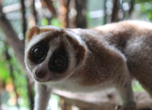 So excited to be "at" <a href="/NEevolprimatol/">NEEP</a> - and I can't wait to hear my very brilliant friend <a href="/S_poindexterus/">Dr. Steph Poindexter</a> give the keynote talk about lorises and conservation!