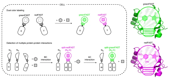 Addgene's tweet photo. A set of spectrally orthogonal fluorogen-activating fluorescent tags, greenFAST and redFAST, are compatible with two-color, live-cell imaging are now available from Arnaud Gautier's lab! https://t.co/Rpw5IYq4Zy https://t.co/ZXbnSPKCNp